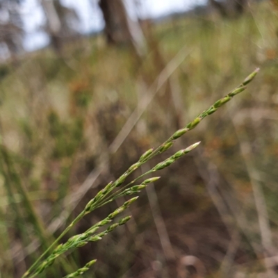 Poa sieberiana (Poa Tussock) at Gundaroo, NSW - 4 Nov 2022 by Gunyijan