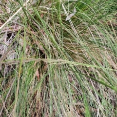 Poa sieberiana at Gundaroo, NSW - 5 Nov 2022