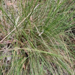 Poa sieberiana at Gundaroo, NSW - 5 Nov 2022