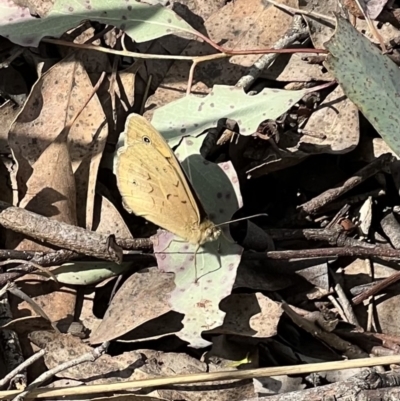 Heteronympha merope (Common Brown Butterfly) at Murrumbateman, NSW - 7 Nov 2022 by SimoneC