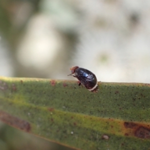 Depressa sp. (genus) at Murrumbateman, NSW - 7 Nov 2022