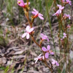 Stylidium graminifolium at Gundaroo, NSW - 5 Nov 2022