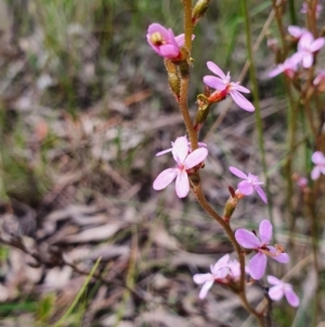 Stylidium graminifolium at Gundaroo, NSW - 5 Nov 2022