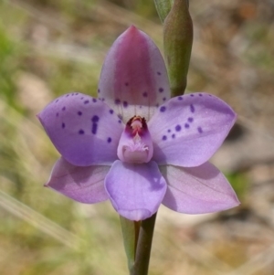 Thelymitra juncifolia at Molonglo Valley, ACT - 7 Nov 2022