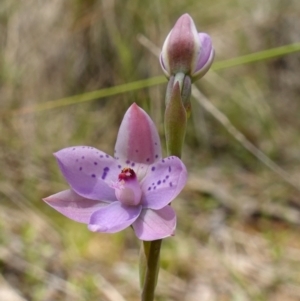 Thelymitra juncifolia at Molonglo Valley, ACT - 7 Nov 2022