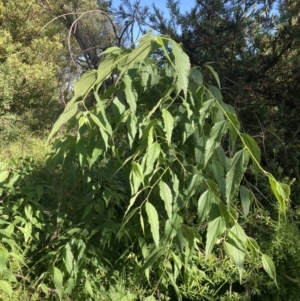 Celtis australis at Fyshwick, ACT - 8 Nov 2022 08:25 AM