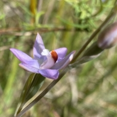 Thelymitra sp. (pauciflora complex) at Acton, ACT - suppressed