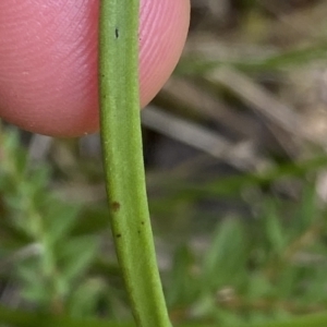 Thelymitra sp. (pauciflora complex) at Acton, ACT - 7 Nov 2022