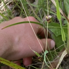 Thelymitra sp. (pauciflora complex) at Acton, ACT - suppressed