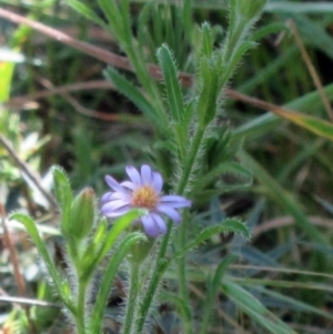 Vittadinia cuneata var. cuneata at Hawker, ACT - 6 Nov 2022