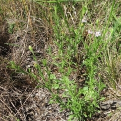 Vittadinia cuneata var. cuneata at Hawker, ACT - 6 Nov 2022