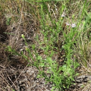 Vittadinia cuneata var. cuneata at Hawker, ACT - 6 Nov 2022