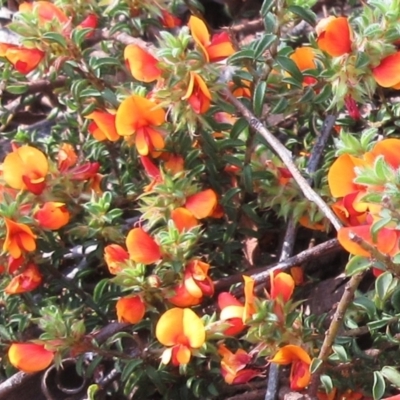 Pultenaea procumbens (Bush Pea) at Hawker, ACT - 5 Nov 2022 by sangio7