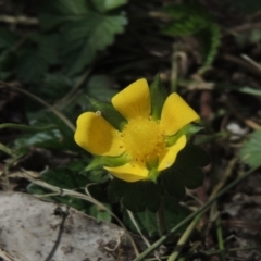 Potentilla indica (Indian Strawberry) at Conder, ACT - 3 Oct 2022 by michaelb