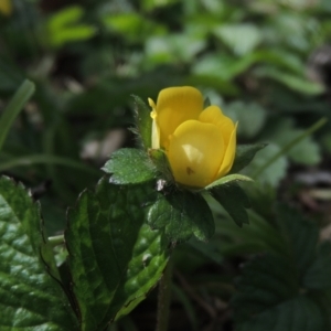 Potentilla indica at Conder, ACT - 3 Oct 2022