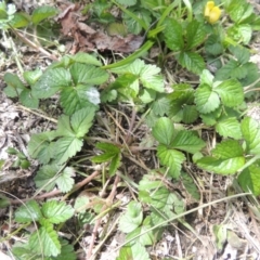 Potentilla indica at Conder, ACT - 3 Oct 2022 12:15 PM