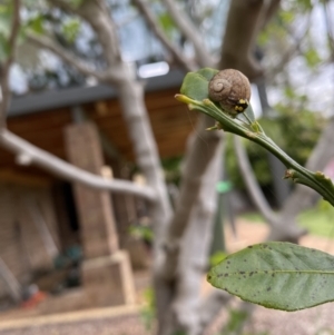 Cornu aspersum at Wanniassa, ACT - 5 Nov 2022 02:52 PM