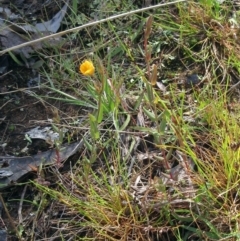 Hypericum gramineum (Small St Johns Wort) at Hawker, ACT - 6 Nov 2022 by sangio7