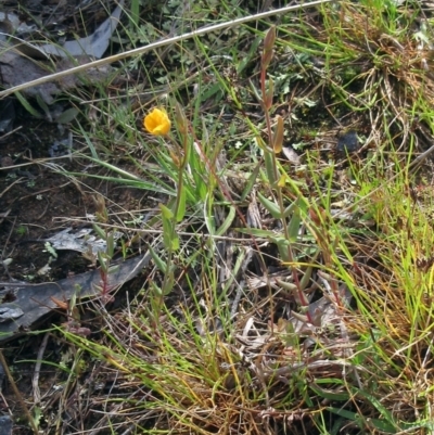 Hypericum gramineum (Small St Johns Wort) at Hawker, ACT - 5 Nov 2022 by sangio7