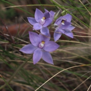 Thelymitra nuda at Gundaroo, NSW - 6 Nov 2022