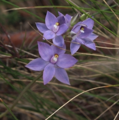 Thelymitra nuda (Scented Sun Orchid) at Gundaroo, NSW - 5 Nov 2022 by MaartjeSevenster