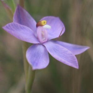 Thelymitra nuda at Gundaroo, NSW - 6 Nov 2022