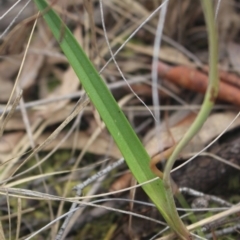 Thelymitra nuda at Gundaroo, NSW - 6 Nov 2022