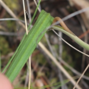 Thelymitra nuda at Gundaroo, NSW - 6 Nov 2022