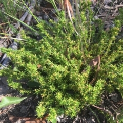 Scleranthus fasciculatus (Knawel) at Wamboin, NSW - 10 Jan 2021 by Devesons