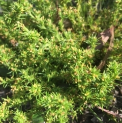 Scleranthus fasciculatus at Wamboin, NSW - 11 Jan 2021