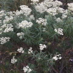 Cassinia longifolia (Shiny Cassinia, Cauliflower Bush) at Wamboin, NSW - 3 Dec 2020 by Devesons