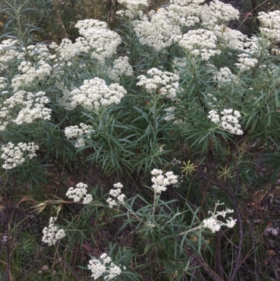 Cassinia longifolia (Shiny Cassinia, Cauliflower Bush) at Wamboin, NSW - 3 Dec 2020 by Devesons