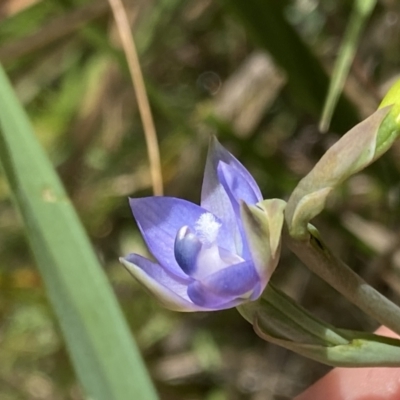 Thelymitra sp. aff. cyanapicata (Blue Top Sun-orchid) at Acton, ACT - 7 Nov 2022 by Ned_Johnston