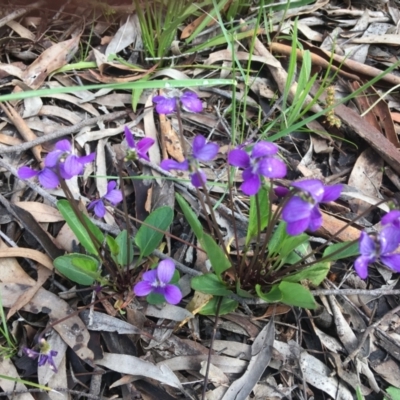 Viola betonicifolia subsp. betonicifolia (Arrow-Leaved Violet) at Wamboin, NSW - 18 Oct 2020 by Devesons