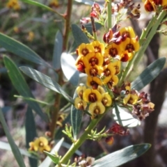 Daviesia mimosoides subsp. mimosoides at Hawker, ACT - 6 Nov 2022 by sangio7