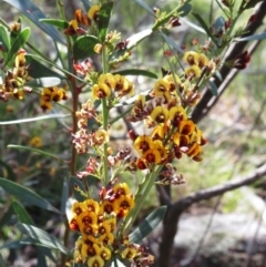 Daviesia mimosoides subsp. mimosoides at Hawker, ACT - 6 Nov 2022 10:41 AM