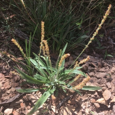 Plantago varia (Native Plaintain) at Wamboin, NSW - 30 Dec 2021 by Devesons