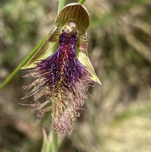 Calochilus platychilus at Acton, ACT - suppressed