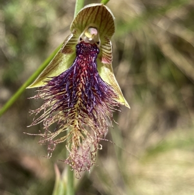 Calochilus platychilus (Purple Beard Orchid) at Acton, ACT - 7 Nov 2022 by Ned_Johnston