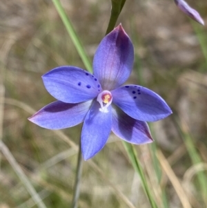 Thelymitra juncifolia at Acton, ACT - suppressed