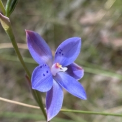 Thelymitra juncifolia at Acton, ACT - suppressed