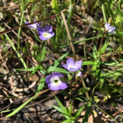 Veronica gracilis (Slender Speedwell) at Wamboin, NSW - 11 Nov 2020 by Devesons