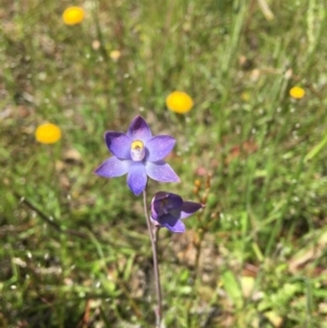 Thelymitra sp. (pauciflora complex) at Wamboin, NSW - suppressed