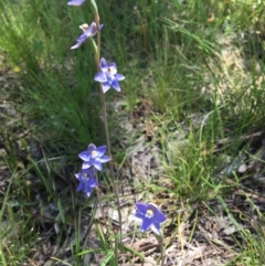 Thelymitra sp. (pauciflora complex) at Wamboin, NSW - suppressed