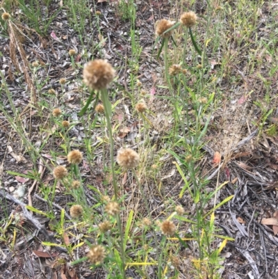 Euchiton sphaericus (star cudweed) at Wamboin, NSW - 23 Dec 2020 by Devesons