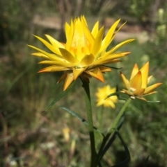 Xerochrysum viscosum (Sticky Everlasting) at Wamboin, NSW - 19 Oct 2020 by Devesons