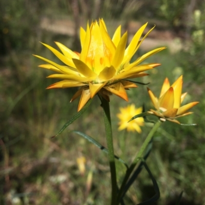 Xerochrysum viscosum (Sticky Everlasting) at Wamboin, NSW - 19 Oct 2020 by Devesons