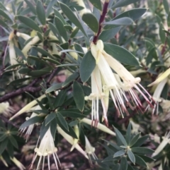 Styphelia triflora (Five-corners) at Wamboin, NSW - 28 Feb 2022 by Devesons