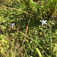 Isotoma fluviatilis subsp. australis (Swamp Isotome) at Wamboin, NSW - 10 Jan 2021 by Devesons