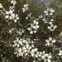 Leptospermum myrtifolium (Myrtle Teatree) at Wamboin, NSW - 29 Dec 2021 by Devesons